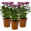 Chrysantheme 'Chrysanne® Zembla Next Purple' Lila, Großbl., Topf-Ø 13cm 3er-Set -Gartentopf Geschäft 0690140104 Chrysanthemum Zembla T13 lila Next Purple 3er Set 115303