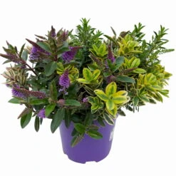 Hebe 'Quattro', Bunt, Topf-Ø 23 Cm, Höhe Ca. 40 Cm -Gartentopf Geschäft 0690190020 Hebe Addenda T23 Quattro 3 114128