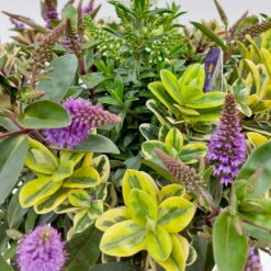 Hebe 'Quattro', Bunt, Topf-Ø 23 Cm, Höhe Ca. 40 Cm -Gartentopf Geschäft 0690190020 Hebe Addenda T23 Quattro 5 114001