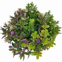 Hebe 'Quattro', Bunt, Topf-Ø 23 Cm, Höhe Ca. 40 Cm -Gartentopf Geschäft 0690190020 Hebe Addenda T23 Quattro 9 114129