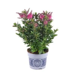 Hebe 'All Blooms®' Rot-pink, Sorte Zufällig, Topf-Ø 12 Cm, 6er-Set -Gartentopf Geschäft 0690190064 Koelle Hebe All Blooms T12 rosarot 6er Set WS 1 95602