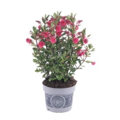 Hebe 'All Blooms®' Rot-pink, Sorte Zufällig, Topf-Ø 12 Cm, 6er-Set -Gartentopf Geschäft 0690190064 Koelle Hebe All Blooms T12 rosarot 6er Set WS 2 95601