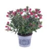 Hebe 'All Blooms®' Rot-pink, Sorte Zufällig, Topf-Ø 12 Cm, 6er-Set 1 Hebe 'All Blooms®' Rot-pink, Sorte Zufällig, Topf-Ø 12 Cm, 6er-Set -Gartentopf Geschäft 0690190064 Koelle Hebe All Blooms T12 rosarot 6er Set WS 5 95599