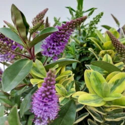 Hebe 'Quattro', Bunt, Topf-Ø 23 Cm, Höhe Ca. 40 Cm -Gartentopf Geschäft 0690190068 Koelle Hebe T23 Donna Quattro H40 WS 1 94724