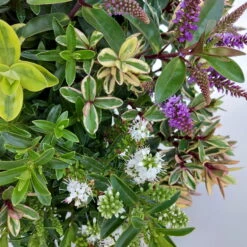 Hebe 'Quattro', Bunt, Topf-Ø 23 Cm, Höhe Ca. 40 Cm -Gartentopf Geschäft 0690190068 Koelle Hebe T23 Donna Quattro H40 WS 3 94725