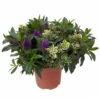 Hebe 'Duo Twin' Bunt, Topf-Ø 23 Cm -Gartentopf Geschäft 0690190079 Hebe Addenda T23 Duo gruen bunt 3 114187