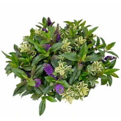 Hebe 'Duo Twin' Bunt, Topf-Ø 23 Cm -Gartentopf Geschäft 0690190079 Hebe Addenda T23 Duo gruen bunt 7 114188