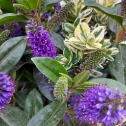 Hebe 'Duo Twin' Bunt, Topf-Ø 23 Cm -Gartentopf Geschäft 0690190079 Hebe Addenda T23 Duo gruen bunt 8 114151