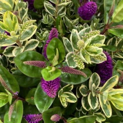 Hebe 'Duo Twin' Bunt, Topf-Ø 23 Cm -Gartentopf Geschäft 0690190117 Koelle Hebe Duo Twin T23 zweifarbig WS 2 95912