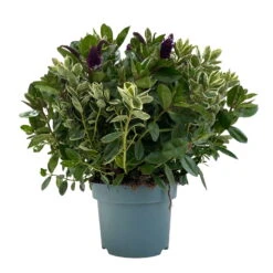 Hebe 'Duo Twin' Bunt, Topf-Ø 23 Cm -Gartentopf Geschäft 0690190117 Koelle Hebe Duo Twin T23 zweifarbig WS 3 95916