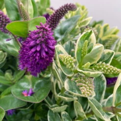 Hebe 'Duo Twin' Bunt, Topf-Ø 23 Cm -Gartentopf Geschäft 0690190117 Koelle Hebe Duo Twin T23 zweifarbig WS 6 95910