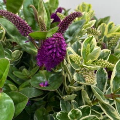 Hebe 'Duo Twin' Bunt, Topf-Ø 23 Cm -Gartentopf Geschäft 0690190117 Koelle Hebe Duo Twin T23 zweifarbig WS 7 95911