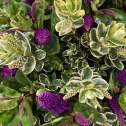 Hebe 'Duo Twin' Bunt, Topf-Ø 23 Cm -Gartentopf Geschäft 0690190117 Koelle Hebe Duo Twin T23 zweifarbig WS 8 95913