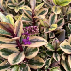 Hebe Buntlaubig, Topf-Ø 15 Cm, 3er-Set -Gartentopf Geschäft 0690190129 Koelle Hebe Tricolor T15 buntlaubig 3er Set WS 10 95909