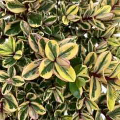 Hebe Buntlaubig, Topf-Ø 15 Cm, 3er-Set