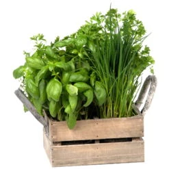 Küchenkräuterkiste Mit Saatgut & Anzuchterde -Gartentopf Geschäft 0710201026 4 in einer Kiste Kuechenkraeuter 4 Tueten mit Kuechenkraeuter 2 115759