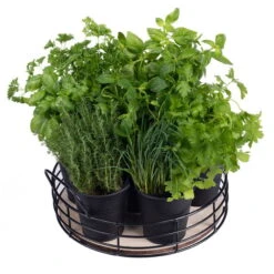 Home Collection Küchenkräuter-Tablett, 6 Eimer Mit Saatgut 5 Home Collection Küchenkräuter-Tablett, 6 Eimer Mit Saatgut -Gartentopf Geschäft 0710201034 Home collection Kuechenkraeuter Tablett 6 schwarze Eimer mit Kraeutersamen 2 98928