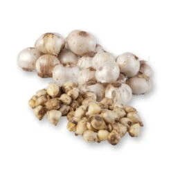 Zierlauchpaket 70 Alliumzwiebeln 7 Zierlauchpaket 70 Alliumzwiebeln -Gartentopf Geschäft 0720800124 koelles beste allium kollektion zierlauch verschiedene sorten 70stueck gesamt 2673