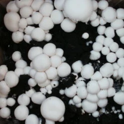 Bio Fertig-Pilzzuchtset Champignon -Gartentopf Geschäft 0740400018 BIO Fertig Pilzzuchtset Champignon 2 32242