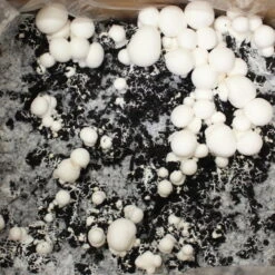 Bio Fertig-Pilzzuchtset Champignon -Gartentopf Geschäft 0740400018 BIO Fertig Pilzzuchtset Champignon 32241