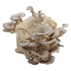 Bio Home Pilzzuchtset Für Austernpilze -Gartentopf Geschäft 0740400024 BIO Home Pilzzuchtset Austernpilz 2 32252