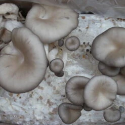 Bio Home Pilzzuchtset Für Austernpilze -Gartentopf Geschäft 0740400024 BIO Home Pilzzuchtset Austernpilz 32251