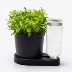 Kräuterheld, Schwarz, PP/PET, 14 X 14 X 22 Cm -Gartentopf Geschäft 0930101632 Kraeuterheld schwarz2 116324