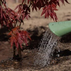 PFLANZENARZT® Ahorn-Fit, 350 Ml -Gartentopf Geschäft 095050 ahorn fit giessen 126231