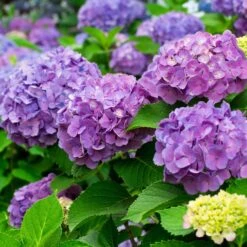 Bodenkur Rhodo-Vital Für Hortensien, Azaleen & Kamelien, 1 Kg -Gartentopf Geschäft 095050 hortensien a z 126235