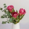 Blumenbund Protea 'Silvia' & Eukalyptus, Inkl. Gratis Grußkarte -Gartentopf Geschäft 1025700018 Strauss Protea Silvia mit Cinerea 102268