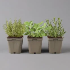 Grillkräuter Salbei, Rosmarin & Thymian, Topf 11x11 Cm, Inkl. Greenbar® 13 Grillkräuter Salbei, Rosmarin & Thymian, Topf 11x11 Cm, Inkl. Greenbar® -Gartentopf Geschäft 1610300382 Greenbar Grillkraeuter Kasten Anthrazit und 3Kraeuter 122888