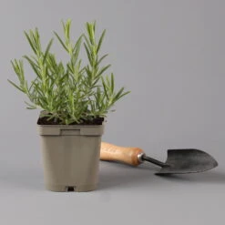 Grillkräuter Salbei, Rosmarin & Thymian, Topf 11x11 Cm, Inkl. Greenbar® 16 Grillkräuter Salbei, Rosmarin & Thymian, Topf 11x11 Cm, Inkl. Greenbar® -Gartentopf Geschäft 1610300382 rosmarin Greenbar Grillkraeuter Kasten Anthrazit und 3Kraeuter t 122891