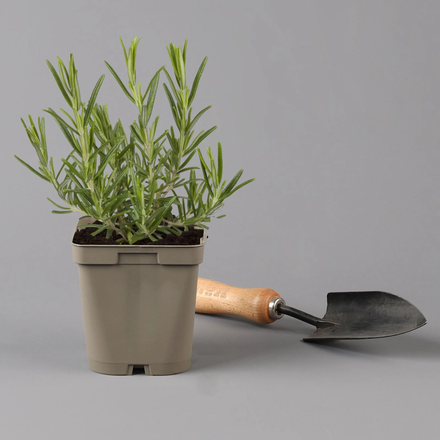 Grillkräuter Salbei, Rosmarin & Thymian, Topf 11x11 Cm, Inkl. Greenbar® 7 Grillkräuter Salbei, Rosmarin & Thymian, Topf 11x11 Cm, Inkl. Greenbar® – Bild 5