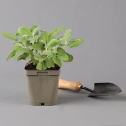 Grillkräuter Salbei, Rosmarin & Thymian, Topf 11x11 Cm, Inkl. Greenbar® 15 Grillkräuter Salbei, Rosmarin & Thymian, Topf 11x11 Cm, Inkl. Greenbar® -Gartentopf Geschäft 1610300382 salbei Greenbar Grillkraeuter Kasten Anthrazit und 3Kraeuter t 122890