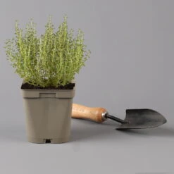 Grillkräuter Salbei, Rosmarin & Thymian, Topf 11x11 Cm, Inkl. Greenbar® 14 Grillkräuter Salbei, Rosmarin & Thymian, Topf 11x11 Cm, Inkl. Greenbar® -Gartentopf Geschäft 1610300382 thymian Greenbar Grillkraeuter Kasten Anthrazit und 3Kraeuter t 122889