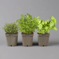 Küchenkräuter Basilikum, Oregano & Petersilie, Topf 11x11 Cm, Inkl. Greenbar® 13 Küchenkräuter Basilikum, Oregano & Petersilie, Topf 11x11 Cm, Inkl. Greenbar® -Gartentopf Geschäft 1610300383 Greenbar Kuechenkraeuter Kasten Anthrazit und 3Kraeuter 122883