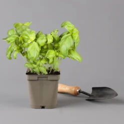 Küchenkräuter Basilikum, Oregano & Petersilie, Topf 11x11 Cm, Inkl. Greenbar® 16 Küchenkräuter Basilikum, Oregano & Petersilie, Topf 11x11 Cm, Inkl. Greenbar® -Gartentopf Geschäft 1610300383 basilikum Greenbar Kuechenkraeuter Kasten Anthrazit und 3Kraeuter 122886