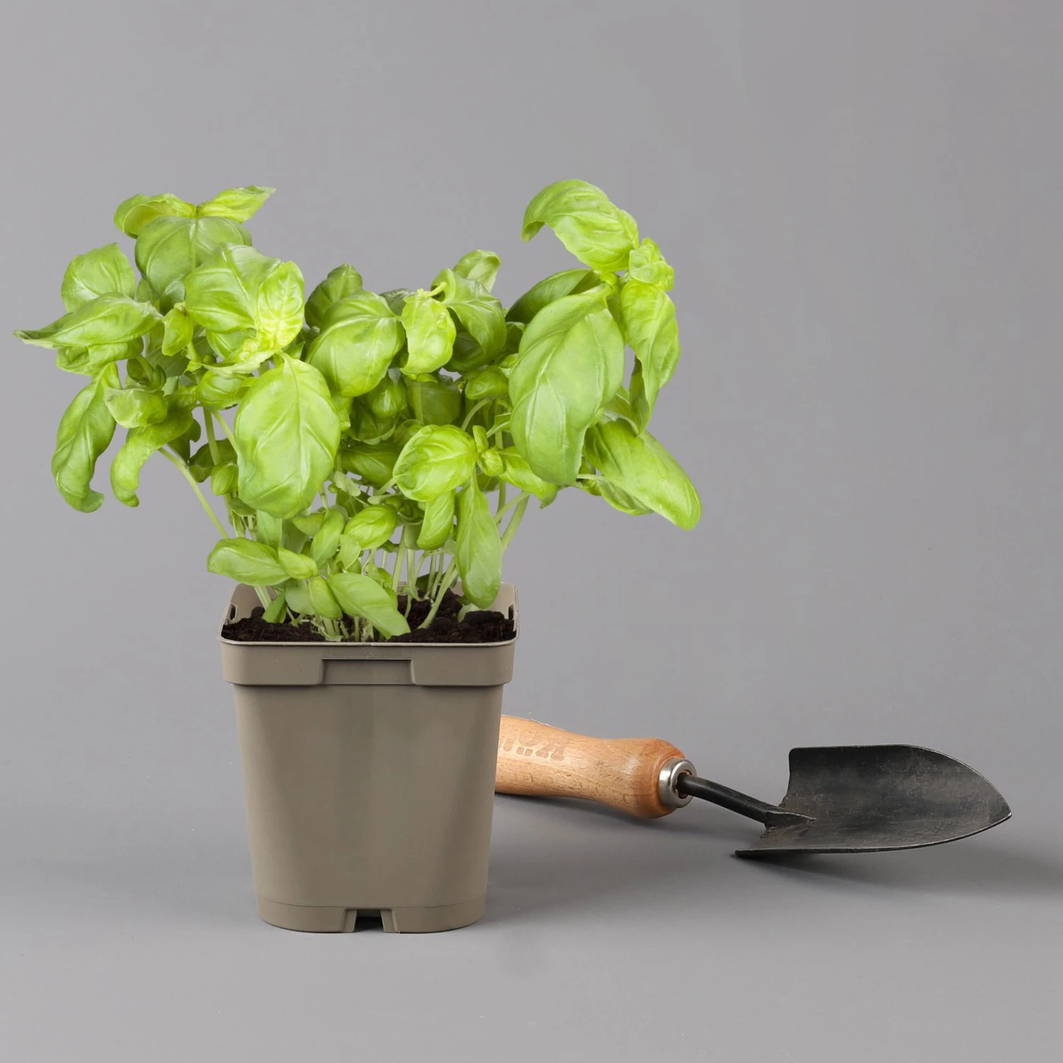 Küchenkräuter Basilikum, Oregano & Petersilie, Topf 11x11 Cm, Inkl. Greenbar® 7 Küchenkräuter Basilikum, Oregano & Petersilie, Topf 11x11 Cm, Inkl. Greenbar® – Bild 5