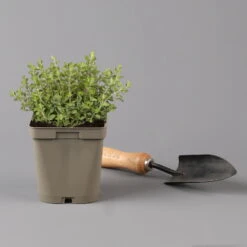 Küchenkräuter Basilikum, Oregano & Petersilie, Topf 11x11 Cm, Inkl. Greenbar® 15 Küchenkräuter Basilikum, Oregano & Petersilie, Topf 11x11 Cm, Inkl. Greenbar® -Gartentopf Geschäft 1610300383 oregano Greenbar Kuechenkraeuter Kasten Anthrazit und 3Kraeuter 122885