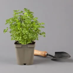 Küchenkräuter Basilikum, Oregano & Petersilie, Topf 11x11 Cm, Inkl. Greenbar® 14 Küchenkräuter Basilikum, Oregano & Petersilie, Topf 11x11 Cm, Inkl. Greenbar® -Gartentopf Geschäft 1610300383 petersilie Greenbar Kuechenkraeuter Kasten Anthrazit und 3Kraeuter 122884