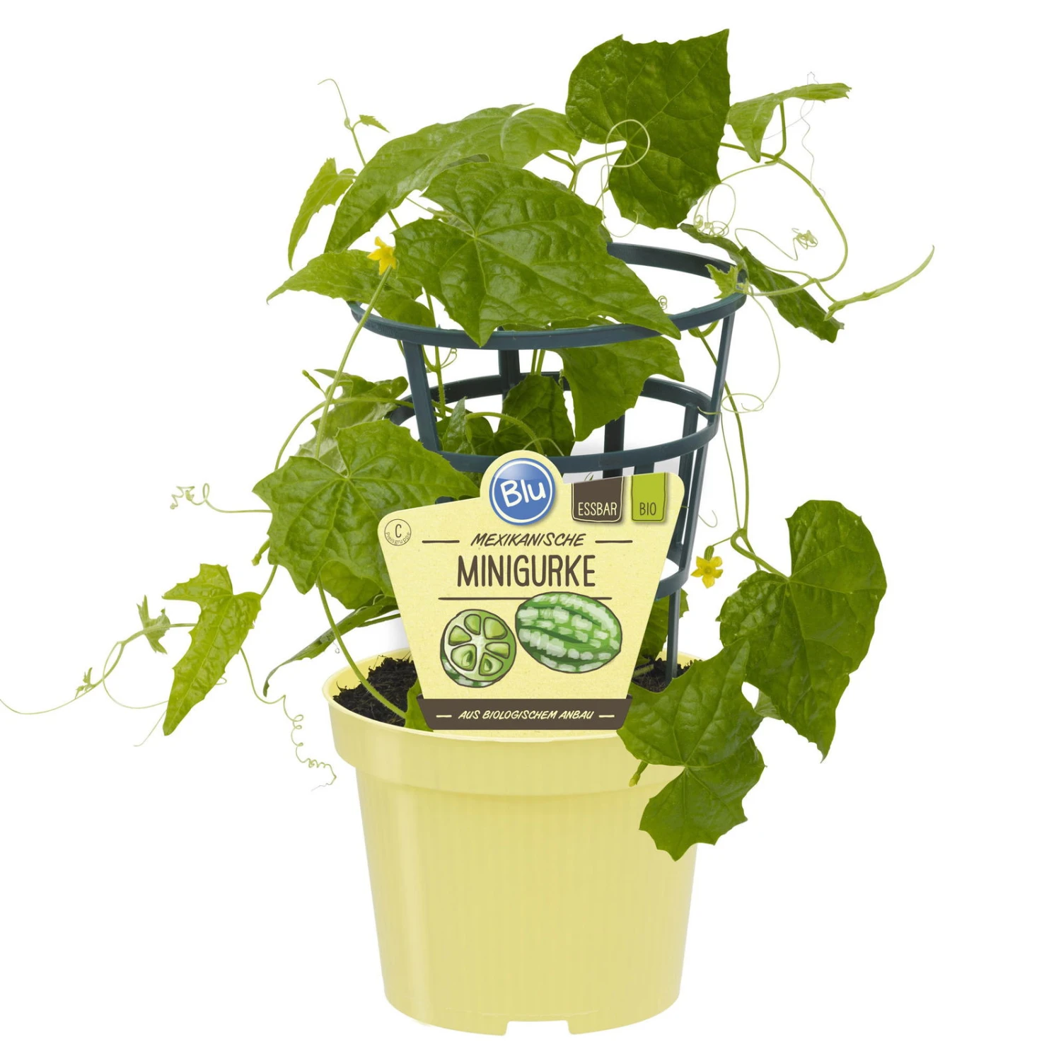 Bio Mexikanische Minigurke, Topf-Ø 12 Cm, 3er-Set 3 Bio Mexikanische Minigurke, Topf-Ø 12 Cm, 3er-Set