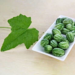 Bio Mexikanische Minigurke, Topf-Ø 12 Cm, 3er-Set 15 Bio Mexikanische Minigurke, Topf-Ø 12 Cm, 3er-Set -Gartentopf Geschäft 1620330088 Blu Bio Mexikanische Minigurke 3er Set 2 109708