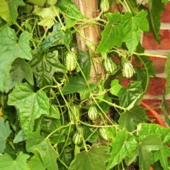 Bio Mexikanische Minigurke, Topf-Ø 12 Cm, 3er-Set 13 Bio Mexikanische Minigurke, Topf-Ø 12 Cm, 3er-Set -Gartentopf Geschäft 1620330088 Blu Bio Mexikanische Minigurke 3er Set 3 109706