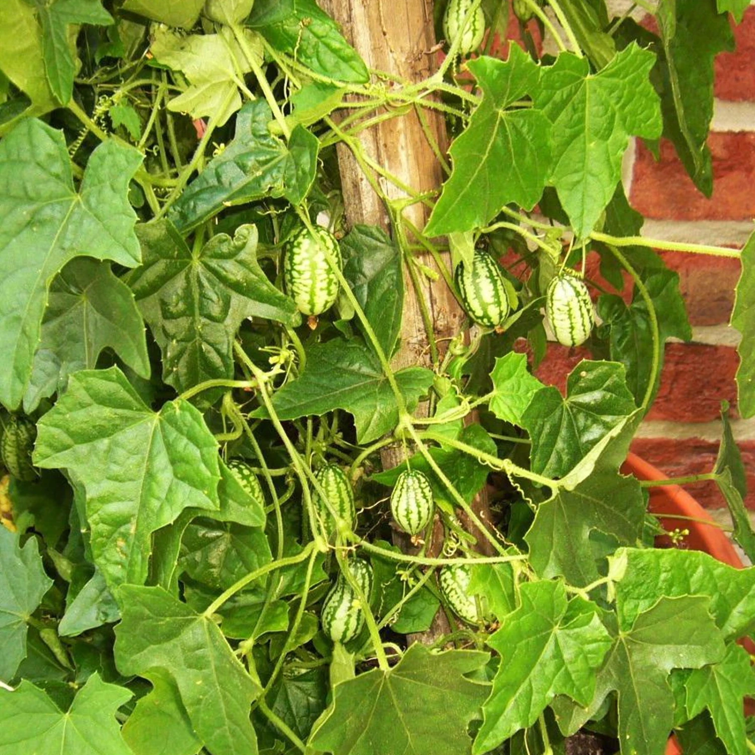 Bio Mexikanische Minigurke, Topf-Ø 12 Cm, 3er-Set 5 Bio Mexikanische Minigurke, Topf-Ø 12 Cm, 3er-Set – Bild 3