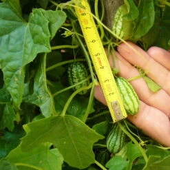 Bio Mexikanische Minigurke, Topf-Ø 12 Cm, 3er-Set 14 Bio Mexikanische Minigurke, Topf-Ø 12 Cm, 3er-Set -Gartentopf Geschäft 1620330088 Blu Bio Mexikanische Minigurke 3er Set 4 109707