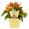 Bio Paprika 'Naschzipfel', Mild, Topf-Ø 12 Cm, 3er-Set -Gartentopf Geschäft 1620330092 Blu Bio Naschzipfel mild 3er Set 1 109473