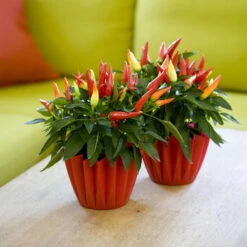 Bio Paprika 'Naschzipfel', Mild, Topf-Ø 12 Cm, 3er-Set -Gartentopf Geschäft 1620330092 Blu Bio Naschzipfel mild 3er Set 5 109486