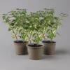 Blu Bio Chilipflanze Tropfen-Chili, Topf-Ø 15 Cm, 3er Set 1 Blu Bio Chilipflanze Tropfen-Chili, Topf-Ø 15 Cm, 3er Set -Gartentopf Geschäft 1620330114 Blu Bio Tropfen Chili T12 3er Set mild bis leichte Schaerfe 124227