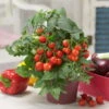 Blu Bio Cocktailtomate 'Naschtomate F1', Topf-Ø 12 Cm, 3er Set 1 Blu Bio Cocktailtomate 'Naschtomate F1', Topf-Ø 12 Cm, 3er Set -Gartentopf Geschäft 1620330131 Blu Bio Naschtomate T12 3er Set Cocktailtomate 5 124298