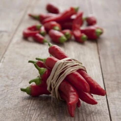 Blu Bio Chilipflanze Zwerg-Chili, Topf-Ø 12 Cm, 3er Set -Gartentopf Geschäft 1620330132 Blu Bio Zwerg Chili mit Fruechte T12 3er Set extra scharf 12 124310